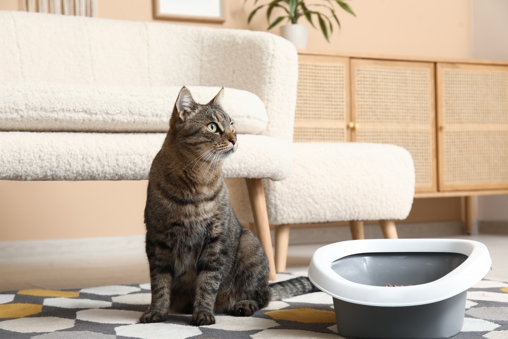 Cute Cat With Litter Box In Living Room